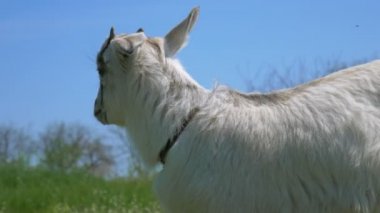 Komik Genç Keçi, 4k