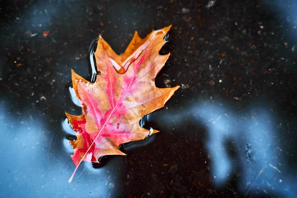 Frunză Roşie Portocalie Într Baltă Conceptul Toamnă — Fotografie, imagine de stoc