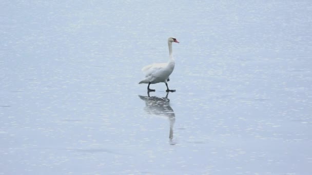 Cisne Blanco Caminando Sobre Hielo Invierno — Vídeos de Stock