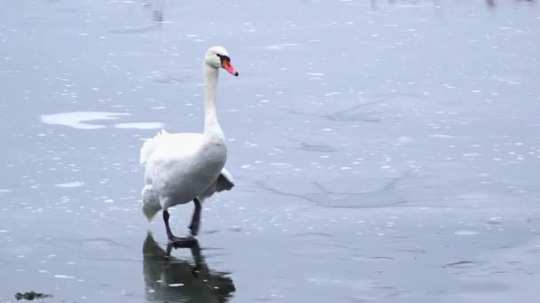 氷の上を歩く壊れた翼を持つ白鳥 — ストック動画