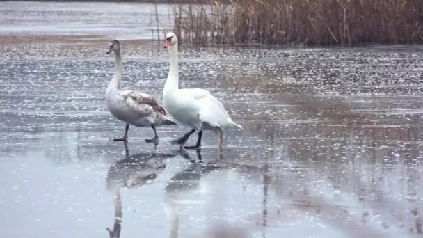 Twee Zwanen Ijs Winter Zwaan Gewond Vleugel — Stockvideo