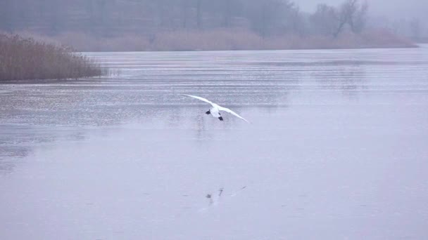 Cisnes Pousam Gelo Câmera Lenta — Vídeo de Stock