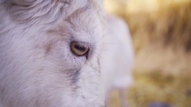 4k Keçi Gözü Yakından. Komik keçi kameraya bakar ve ağzını açar..