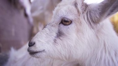 Boynuzlu keçi kafası. Hayvanlar kameraya bakıp duruyor. 4k