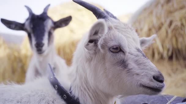 Dvě Kozy Farmě Zaměř Bílé Kozy Černobílou Kozu Zvířata Slámě — Stock video