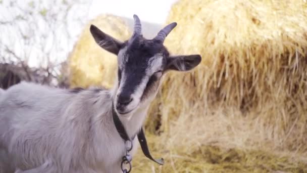 Petite Chèvre Noire Blanche Dans Cour Ferme Paille Empilée Arrière — Video