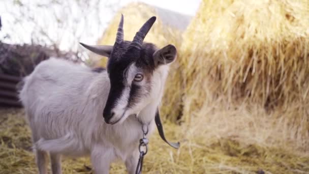 農場でヤギ 農場では動物が縛られている 背景には藁 — ストック動画