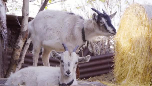 Duas Cabras Frango Quintal — Vídeo de Stock