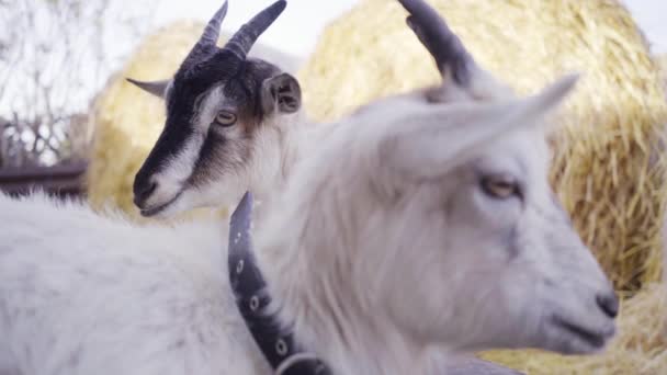 Dos Cabras Una Granja Cabra Negra Blanca Mastica Heno Primer — Vídeo de stock