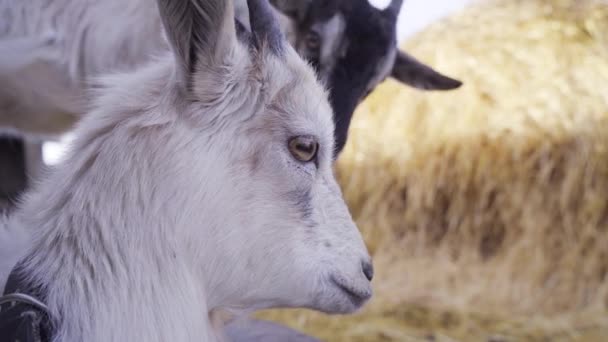 農場で2頭のヤギ4K — ストック動画