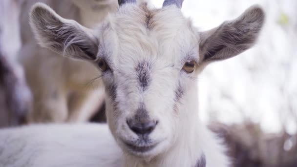 Tête de chèvre avec cornes rapprochées. L'animal regarde autour et dans la caméra. 4k 