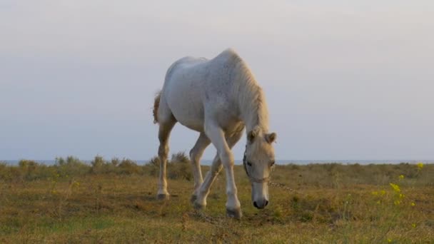 Huiselijk Paard Wordt Buiten Vastgebonden Paarden Grazen Rennen Wei — Stockvideo