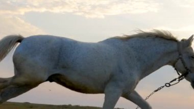 At tarlada bağlı. Bir at çayırda otluyor ve renkli bir günbatımının arka planına doğru koşuyor..