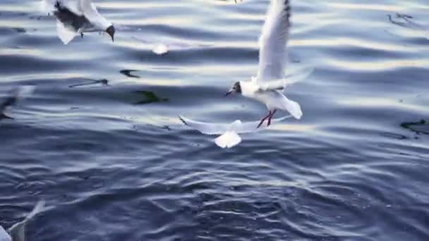 Meeuwen Vliegen Tegen Achtergrond Van Blauwe Zee Slow Motion — Stockvideo