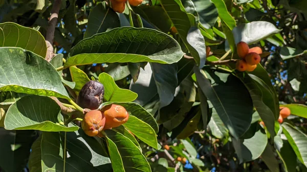 Ficus con foglie verdi e frutti arancio e viola — Foto Stock