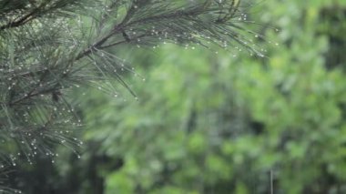 Çam ağaçlarına yağmur yağıyor ve yapraklarına düşen su damlaları