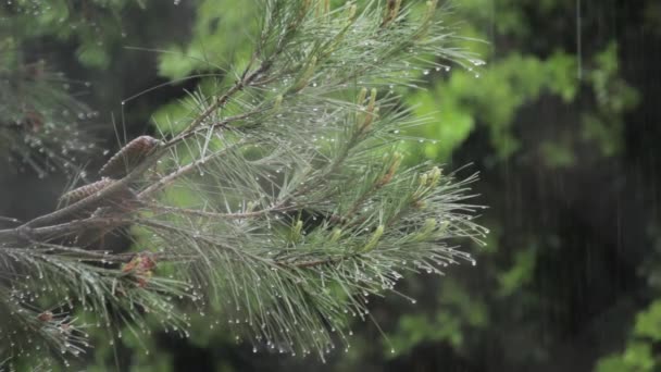 Pioggia Sui Pini Gocce Acqua Cadenti Sulle Foglie — Video Stock