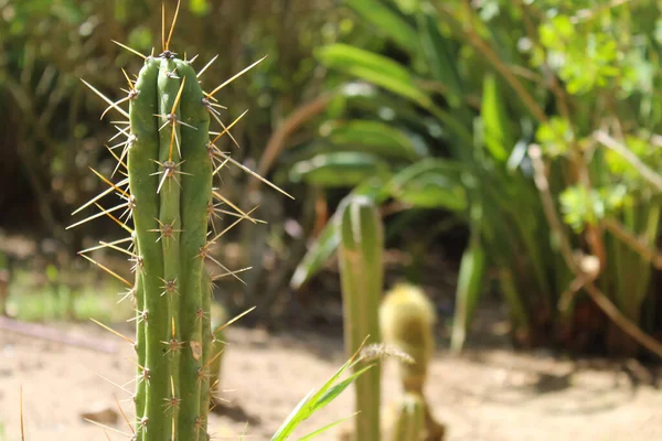 Cactus Con Grandi Spine Giardino — Foto Stock