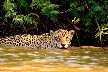 Rio Cuiaba nehir kıyısındaki Jaguar kadın, Porto Jofre, Brezilya.
