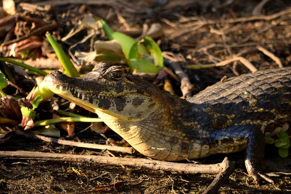 Jacare Caiman in Rio Cuiaba, Pantanal, Matogrosso Brazil — Stock Photo, Image