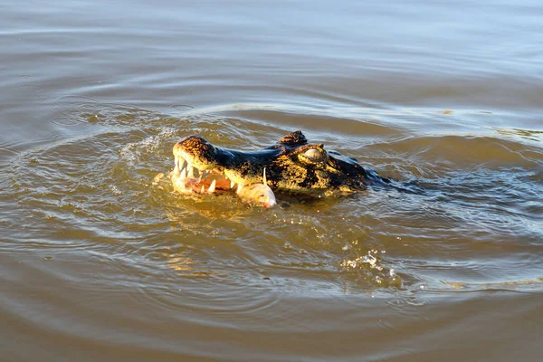 Jacare Caiman στο Rio Cuiaba, Pantanal, Matogrosso Βραζιλία — Φωτογραφία Αρχείου