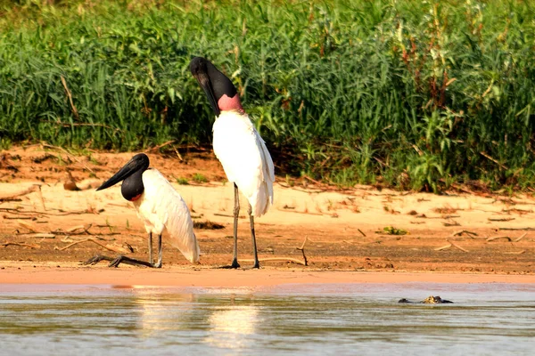Jabiru Stork στο Rio Cuiaba, Pantanal Matogrosso Βραζιλία — Φωτογραφία Αρχείου