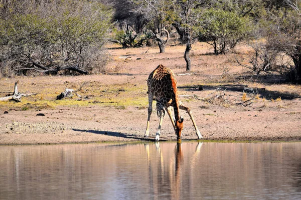 Jirafa en el parque nacional de kruger, Sudáfrica. — Foto de Stock