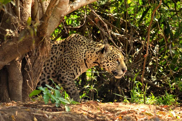 Jaguar femeie pe râul Rio Cuiaba, Porto Jofre, Brazilia . — Fotografie, imagine de stoc