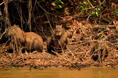 Rio Cuiaba nehri kıyısında Capybara, Pantanal Brezilya