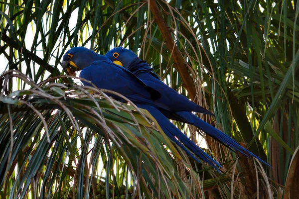 Rio Cuiaba 'daki Sümbül Papağanı, Pantanal Matogrosso Brezilya — Stok fotoğraf