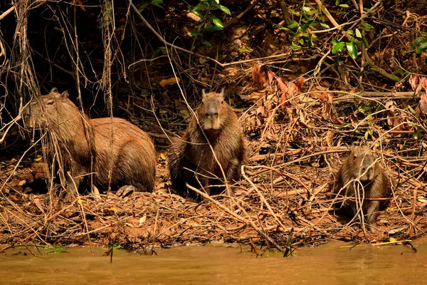 Capybara en la orilla del río Cuiaba, Pantanal Brasil — Foto de Stock