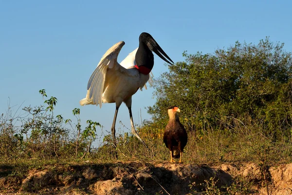 Jabiru Stork στο Rio Cuiaba, Pantanal Matogrosso Βραζιλία — Φωτογραφία Αρχείου
