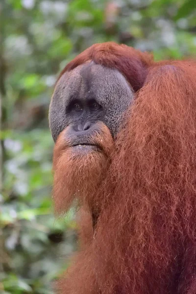 Sumatran Orangutánok a Gunung Leuser Nemzeti Parkban — Stock Fotó