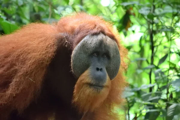 Sumatran Orangutánok a Gunung Leuser Nemzeti Parkban — Stock Fotó