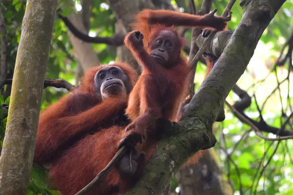 Sumatran Orangutánok a Gunung Leuser Nemzeti Parkban — Stock Fotó