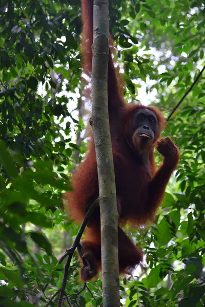 Sumatran Orangutánok a Gunung Leuser Nemzeti Parkban — Stock Fotó