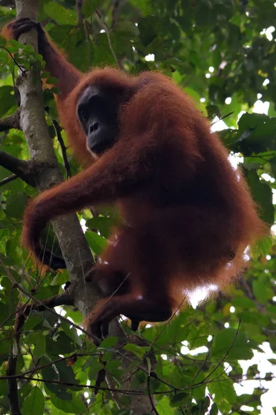 Sumatran Orangutánok a Gunung Leuser Nemzeti Parkban — Stock Fotó