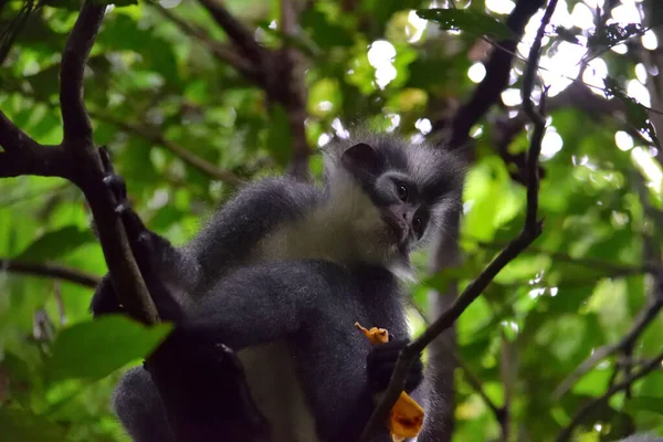 Thomas Leaf Monkey en el Parque Nacional Gunung Leuser — Foto de Stock