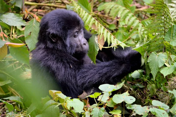 Un bébé gorille de montagne se nourrit dans la forêt impénétrable de Bwindi . — Photo
