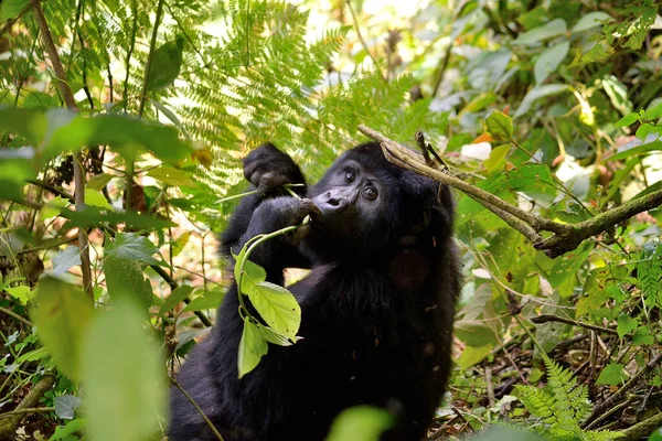 Une mère gorille se nourrit dans la forêt impénétrable de Bwindi . — Photo