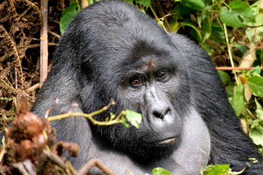 Bwindi Geçilmez Ormanı 'ndaki büyük gümüş sırtlı..