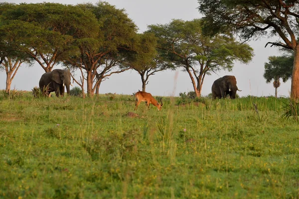 Antílopes y elefantes ugandeses al amanecer en Queen Elizabeth NP, Uganda . — Foto de Stock