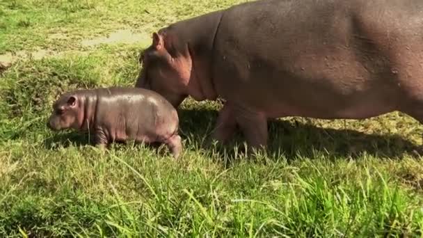 Ippopotamo Femmina Con Suo Bambino Poche Settimane Uganda — Video Stock