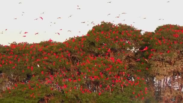 Flight Scarlet Ibis Rio Parnaiba Brazil — ストック動画