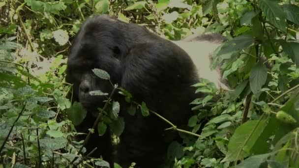 Enorm Silverback Gör Sin Väg Den Ogenomträngliga Skogen Bwindi Uganda — Stockvideo