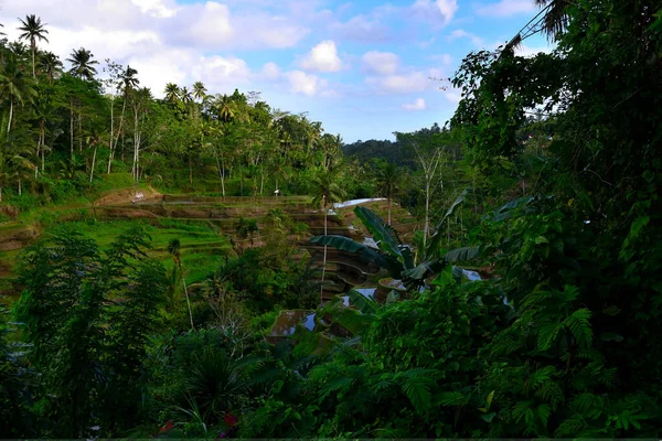 Рисовая терраса в деревне Тегалланг в прекрасный день, Бали — стоковое фото