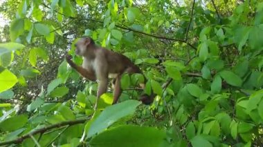 White-fronted capuchin in the Amazon forest.