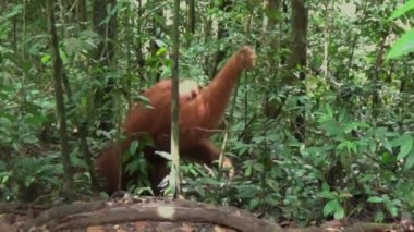 Gunung Leuser Ulusal Parkı, Sumatra, Endonezya 'da büyük bir Sumatra orangutan erkek..