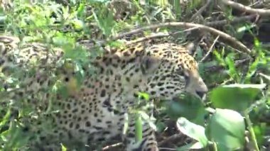 Büyük bir jaguar dişisi Cuiab nehrinin kıyısına doğru ilerliyor, Pantanal, Brezilya.