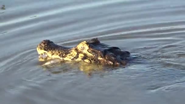 Caiman Caça Rio Cuiabá Pantanal — Vídeo de Stock